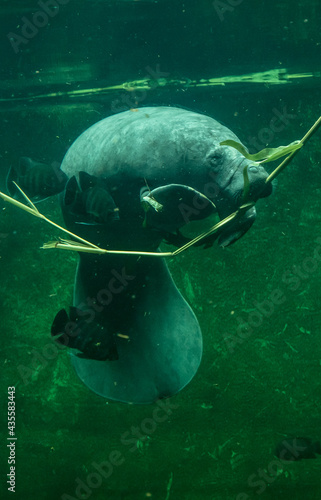 Big adult manatee swimming and eating inside aquarium