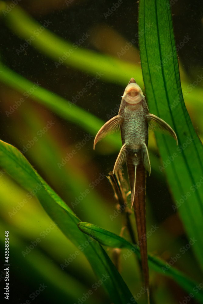 Watchful and awake green lizard resting on the branch inside the terrarium in the zoo. Watchful and awake green lizard resting on the branch inside the terrarium in the zoo.