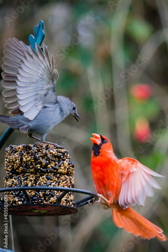 Photography Cardinal and Catbird having a confrontation at a bird feeder.