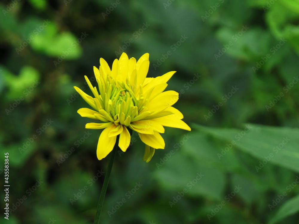 Yellow flower, rudbeckia, Golden ball Yellow flower, rudbeckia, Golden ball