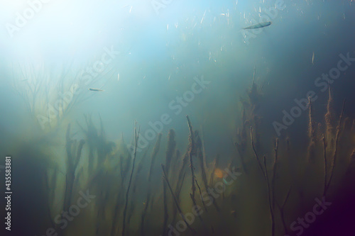 mangrove forest underwater photo / flooded trees, unusual underwater landscape, ecosystem nature underwater © kichigin19