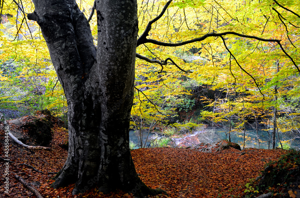 Autumnal beech trees on the Urederra Riber Natural Reserve. Navarre. Spain