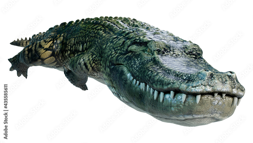 Obraz premium 3D Rendering Green Alligator on White