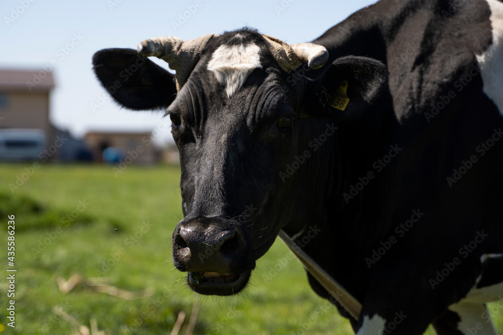 Black and white cow stares at you on a summer pasture eats a grass. Black and white cow stares at you on a summer pasture eats a grass.