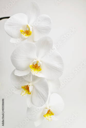 Fototapeta Naklejka Na Ścianę i Meble -  Heap of many white tropical orchid flowers. Can be used as nature flower background. Beautiful orchid flower. Close up. White background. Orchid flower isolated on white background.