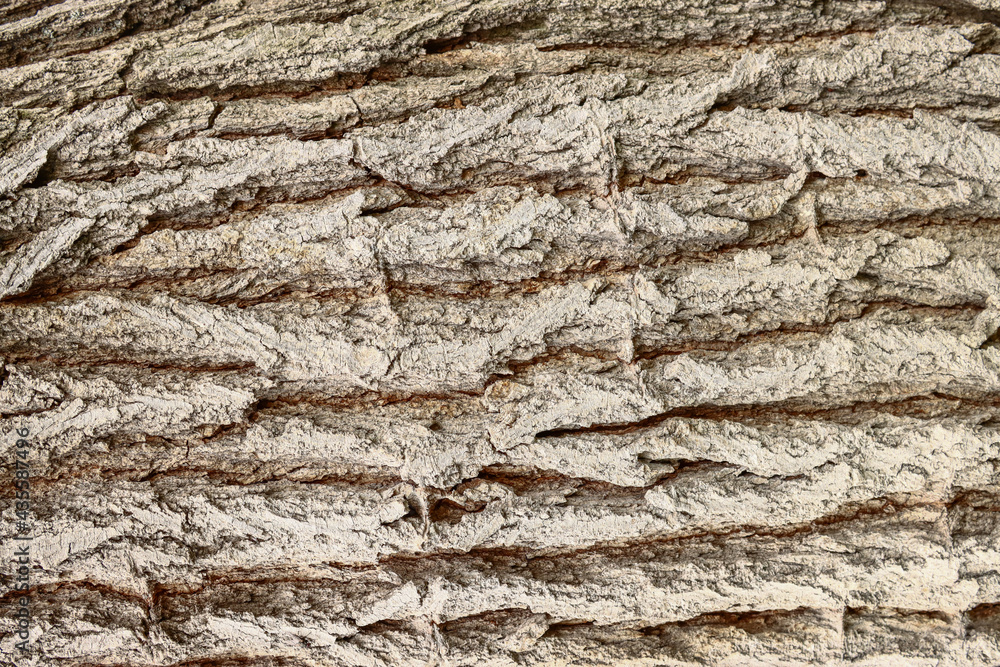 Old tree bark, background, texture Old tree bark, background, texture