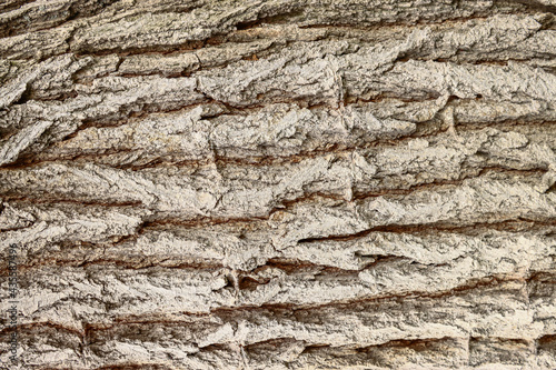 Old tree bark, background, texture