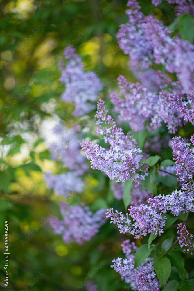 Photo of a lilac bush in spring.