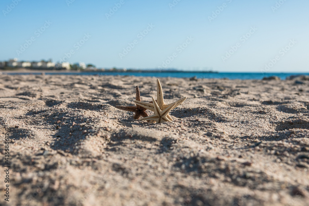 Starfish standing on golden sand near sea on sunny day. Romantic summer vacation concept. Summer wallpaper or background