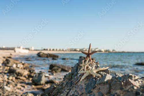 Starfish standing on golden sand near sea on sunny day. Romantic summer vacation concept. Summer wallpaper or background