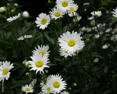 snow-white daisies in the garden