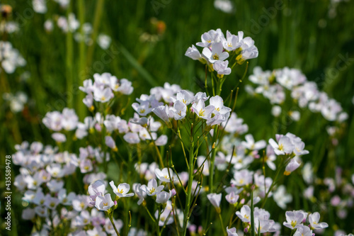 The beautiful Cuckoo flowers in spring with the white and light purple petals, region of Twente and province of Overijssel, the Netherlands