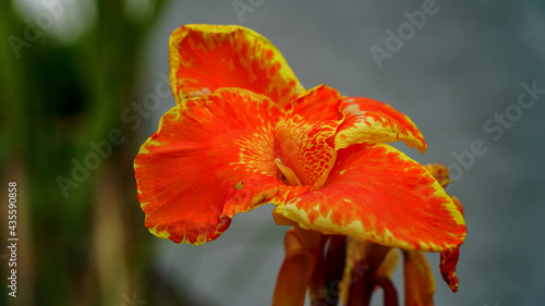 Fresh canna flower orange canna flower close up. Canna indica flower in nature garden photo