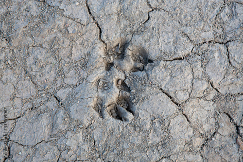 wild animal footprint on cracked and dried mud soil