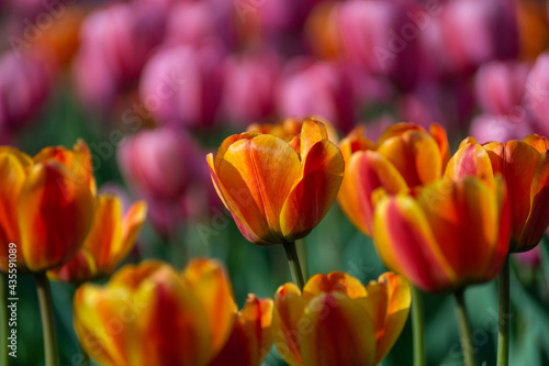 Yellow-red tulip surrounded by similar and pink flowers
