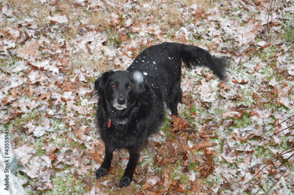 Flat-Coated Retriever playing in snow