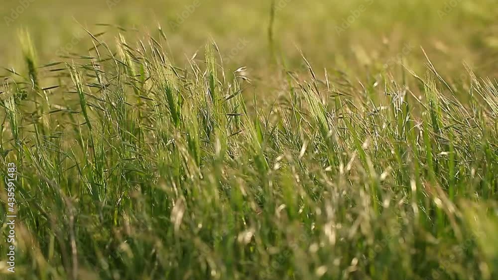 Grass is green, spikelet in field swaying in wind in waves. Bokeh effect. Grass is green, spikelet in field swaying in wind in waves. Bokeh effect.