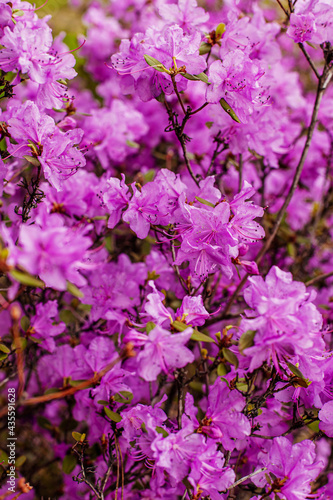 Bright blooming rhododendron in purple color in park or botanical garden. Selective focus