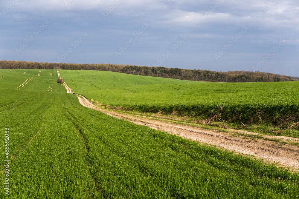 Field of young green wheat seedlings. Sprouts of young barley or wheat that have sprouted in the soil. Close up on sprouting rye on a field. Sprouts of rye. Agriculture, cultivation.