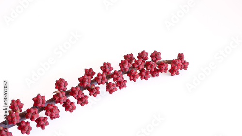 Branch of tropical tree with red berries on white background abstract image. High quality photo