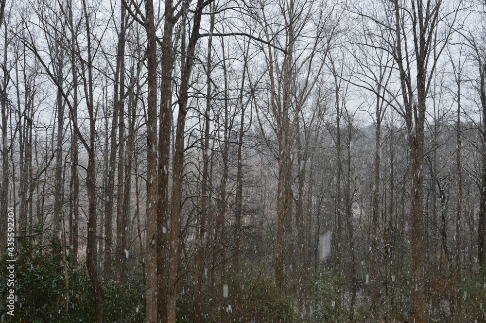 North Carolina trees in winter North Carolina trees in winter