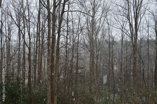 North Carolina trees in winter