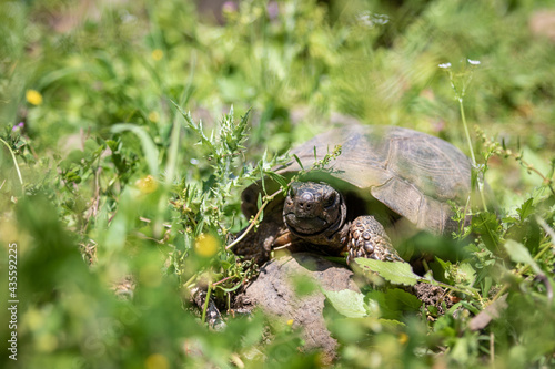 Tortue terrestre en Turquie