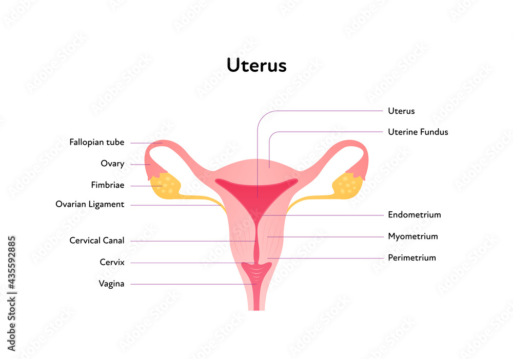 Reproductive System Infographic Poster Vector Flat Medical 