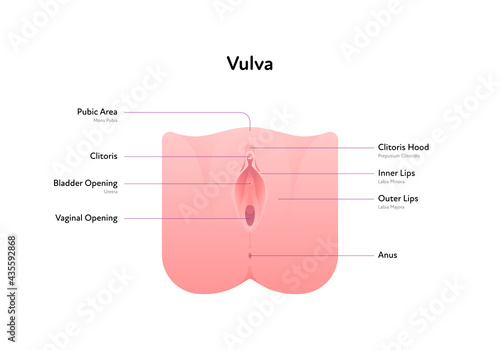 Reproductive system infographic poster. Vector flat medical illustration. Female vulva anatomical scheme with text. Clitoris, bladder, vaginal opening, anus, lips. Design for healthcare, gynecology. photo