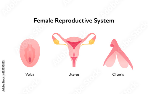Reproductive system infographic poster. Vector flat medical illustration. Female vulva, clitoris and uterus anatomical scheme isolated on white background. Design for healthcare, gynecology.