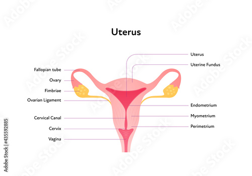 Reproductive system infographic poster. Vector flat medical illustration. Female uterus anatomical scheme with text. Cervix, vagina, canal, ovary, fallopian tube. Design for healthcare, gynecology.