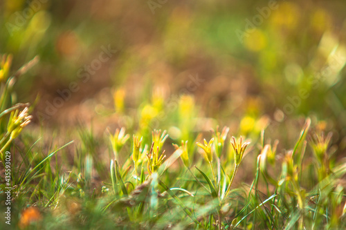 Fleur d'altitude