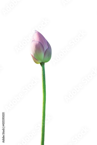 Lotus flower isolated on white background with Clipping Paths.