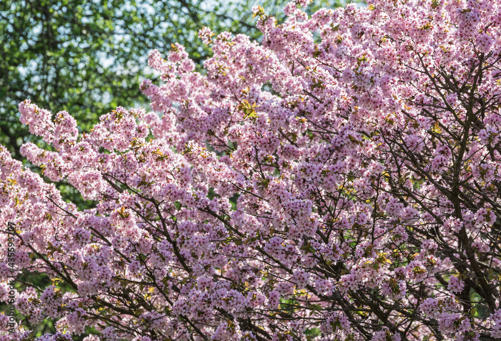 Beautiful flowering cherry tree in the botanical garden