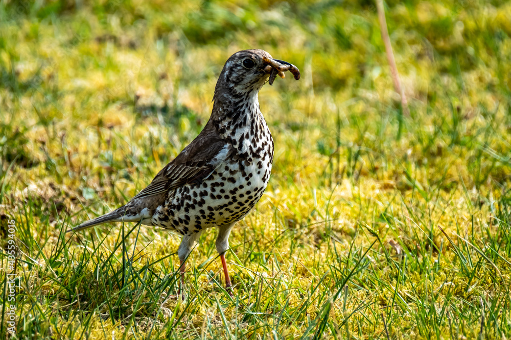 Song thrush catching leather jacket grubs from the meadow, turdus philomelos Song thrush catching leather jacket grubs from the meadow, turdus philomelos