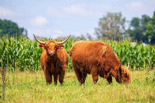 Galloway Rinder auf der Weide im Sommer