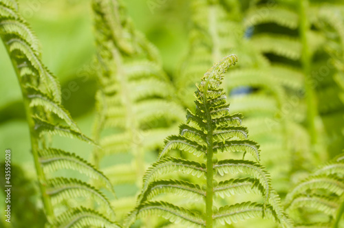 Closeup curled fern frond in spring