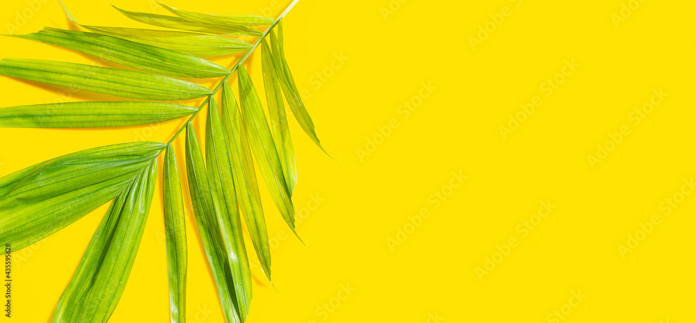 Tropical palm leaves on yellow background. Summer background concept Tropical palm leaves on yellow background. Summer background concept