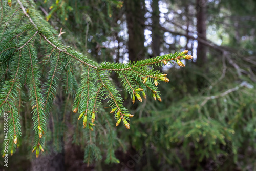 Young shoots on fir tree branches close-up view. In the spring new fresh needles grow at pine spruce and the branches are lengthened. Cobweb between green branches of coniferous trees in the forest.