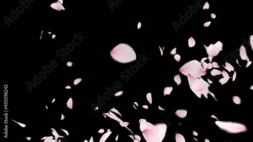 Cherry Blossom Petals Explosion with alpha channel. easy to use place on footage or background.