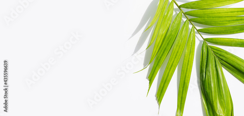 Tropical palm leaves on white background. Summer background concept