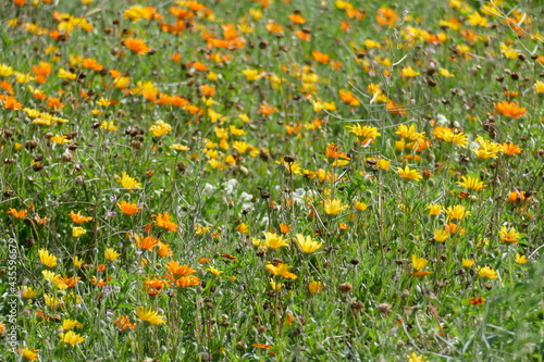 Bunte Sommerblumen auf einer Blumenwiese, Deutschland, Europa