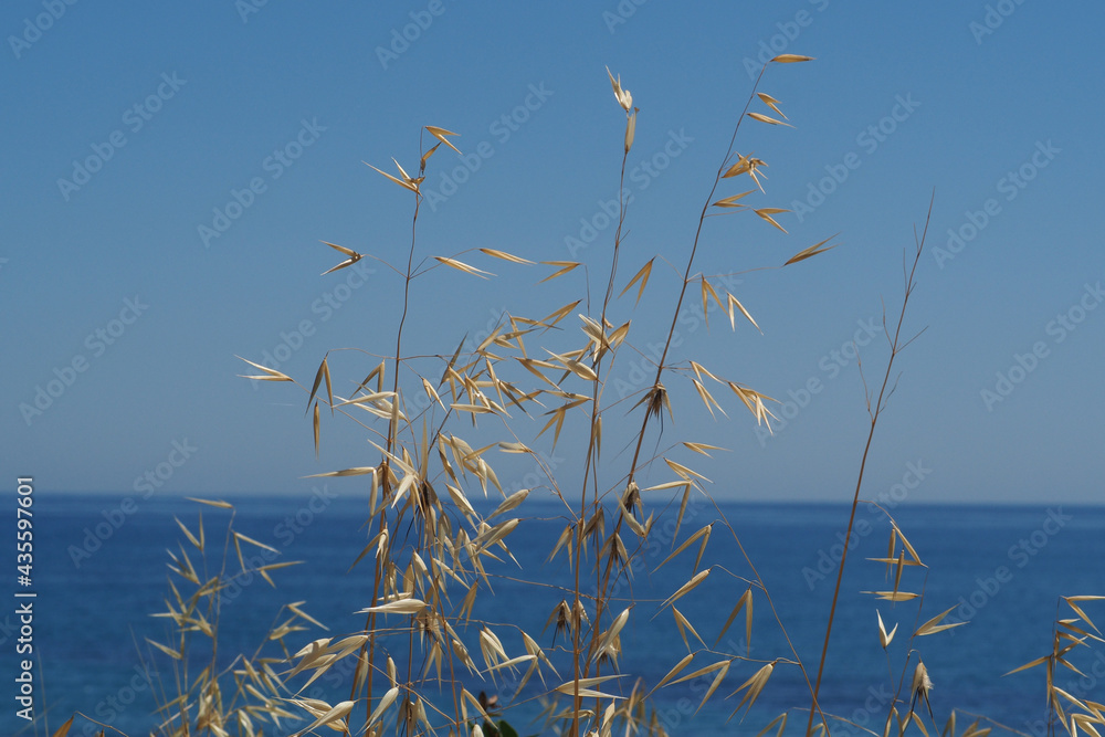 Fototapeta premium Sucha złota trawa na tle morza i nieba