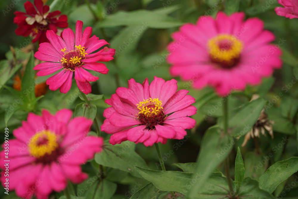 Fototapeta premium pink flowers in the garden