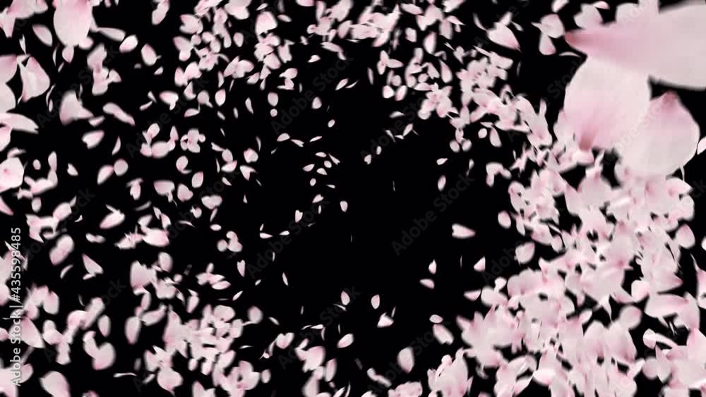 Cherry Blossom Petals Explosion with alpha channel. easy to use place on footage or background. Cherry Blossom Petals Explosion with alpha channel. easy to use place on footage or background.