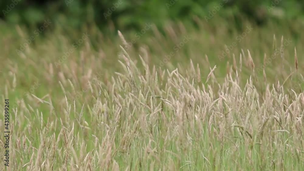 Close up video of grass swinging in the wind. Close up video of grass swinging in the wind.