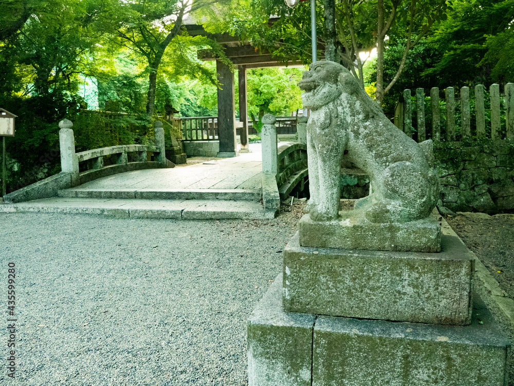 Fototapeta premium 新緑の神社