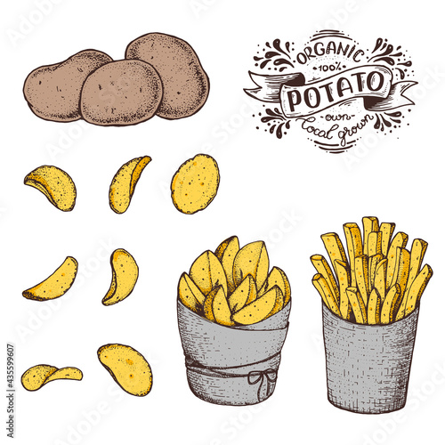 Potato vector illustration. Raw potato, french fries, rustic potatoes and chips hand drawn. Colorful illustration.