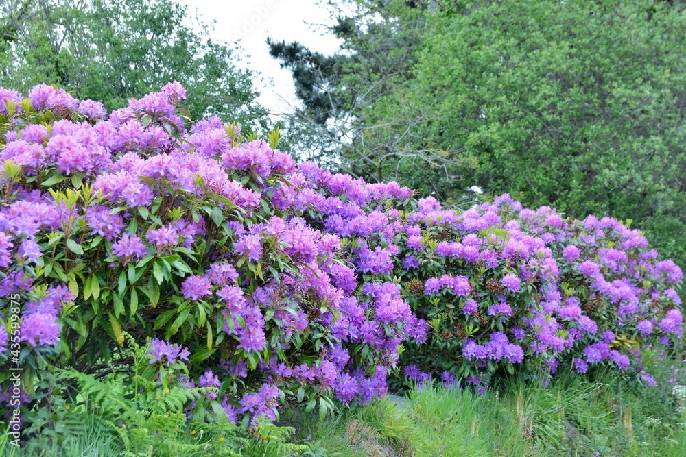 Obraz premium Beautiful flowers in a garden . Brittany France