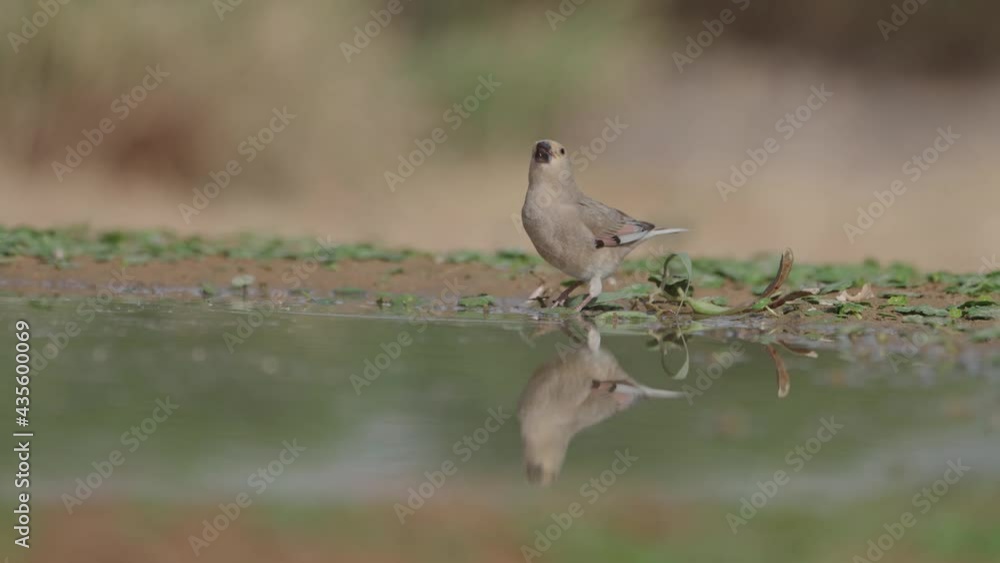 Desert Finch (Rhodospiza obsoleta) male Drink water in the Negev desert Israel Desert Finch (Rhodospiza obsoleta) male Drink water in the Negev desert Israel
